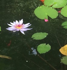 Natural Encounters by Chicago Dancemakers Forum